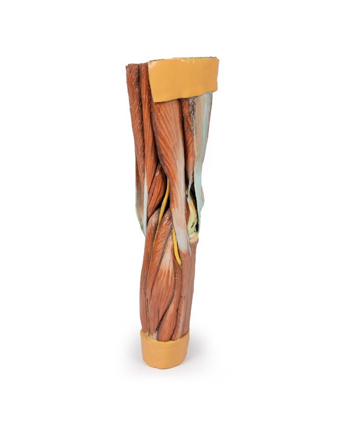 Dissezione della muscolatura dell arto inferiore Erler Zimmer 3D anatomy Dissezione della muscolatura dell arto inferiore Erler Zimmer 3D anatomy