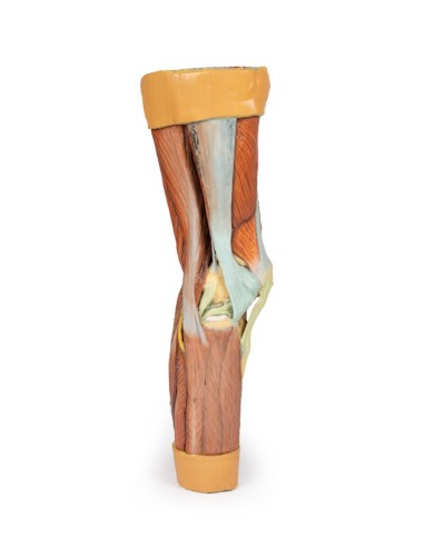 Dissezione della muscolatura dell arto inferiore Erler Zimmer 3D anatomy