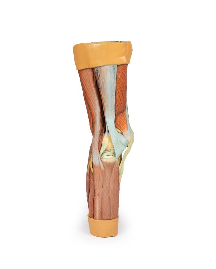 Dissezione della muscolatura dell arto inferiore Erler Zimmer 3D anatomy Dissezione della muscolatura dell arto inferiore Erler Zimmer 3D anatomy