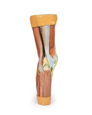 Dissezione della muscolatura dell arto inferiore Erler Zimmer 3D anatomy Dissezione della muscolatura dell arto inferiore Erler Zimmer 3D anatomy