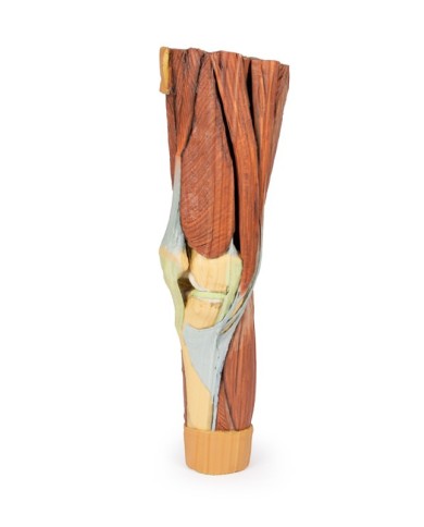 Dissezione della muscolatura dell arto inferiore Erler Zimmer 3D anatomy