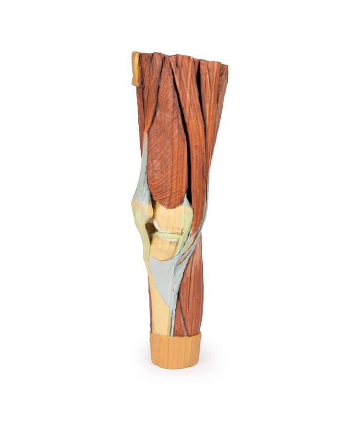 Dissezione della muscolatura dell arto inferiore Erler Zimmer 3D anatomy Dissezione della muscolatura dell arto inferiore Erler Zimmer 3D anatomy