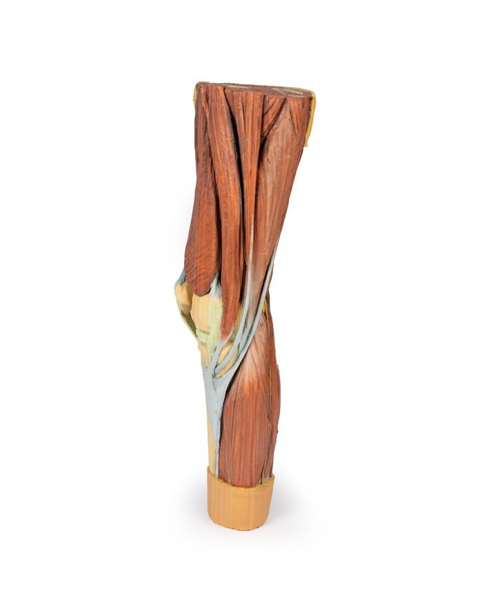 Dissezione della muscolatura dell arto inferiore Erler Zimmer 3D anatomy Dissezione della muscolatura dell arto inferiore Erler Zimmer 3D anatomy