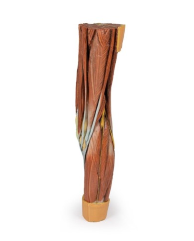 Dissezione della muscolatura dell arto inferiore Erler Zimmer 3D anatomy