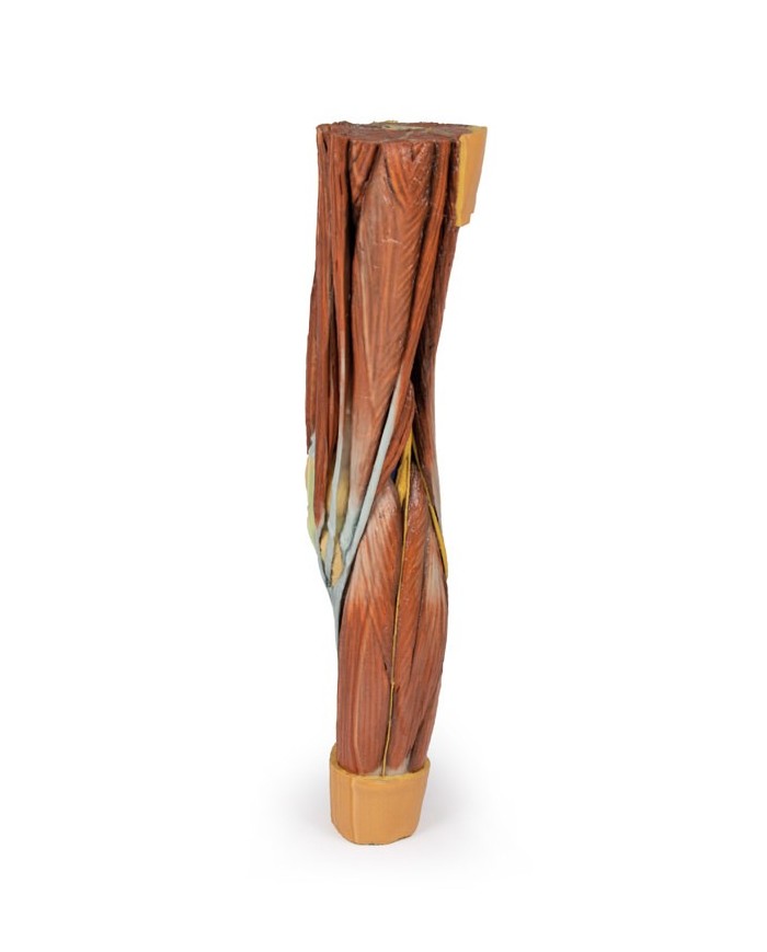 Dissezione della muscolatura dell arto inferiore Erler Zimmer 3D anatomy Dissezione della muscolatura dell arto inferiore Erler Zimmer 3D anatomy