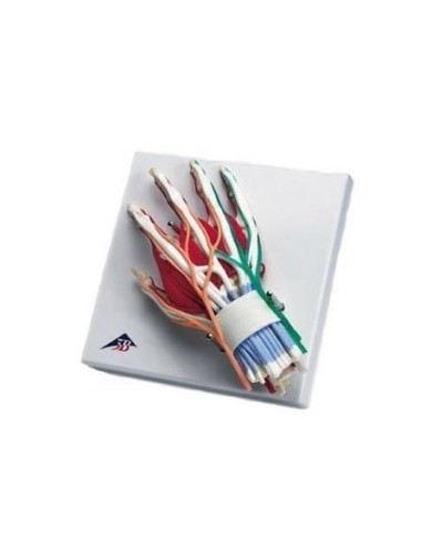 Mano con articolazione del polso 3B Scientific, modello di lusso W47005 Mano con articolazione del polso 3B Scientific, modello di lusso W47005