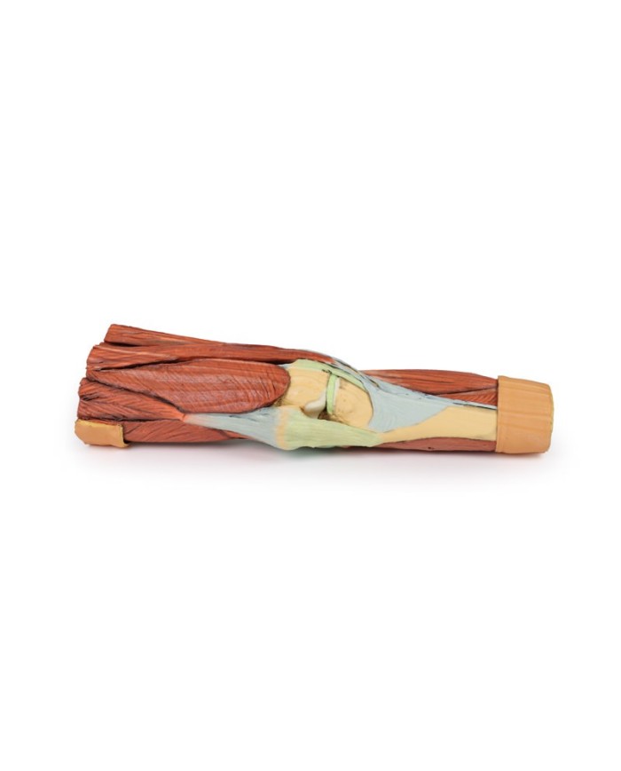 Dissezione della muscolatura dell arto inferiore Erler Zimmer 3D anatomy Dissezione della muscolatura dell arto inferiore Erler Zimmer 3D anatomy