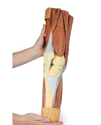 Dissezione della muscolatura dell arto inferiore Erler Zimmer 3D anatomy