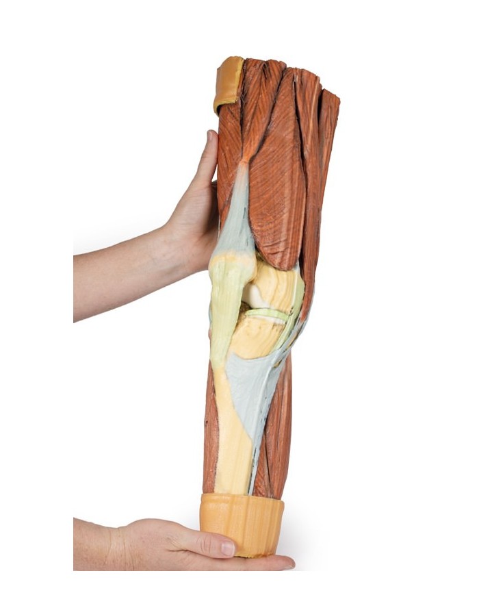 Dissezione della muscolatura dell arto inferiore Erler Zimmer 3D anatomy Dissezione della muscolatura dell arto inferiore Erler Zimmer 3D anatomy