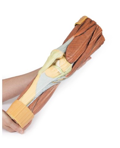 Dissezione della muscolatura dell arto inferiore Erler Zimmer 3D anatomy