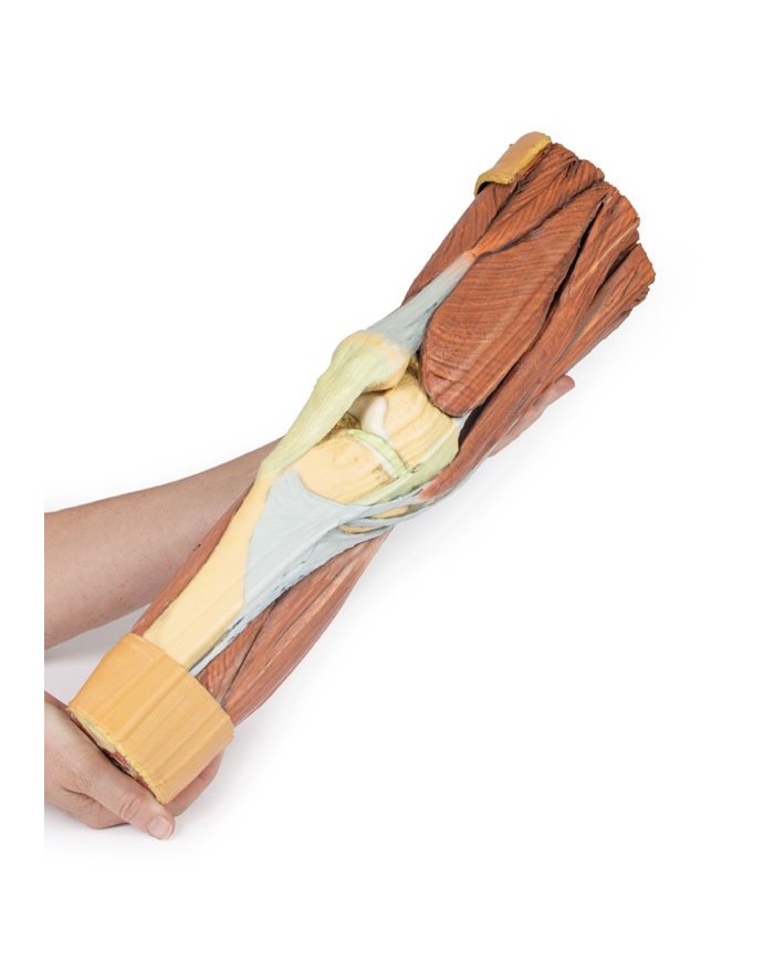 Dissezione della muscolatura dell arto inferiore Erler Zimmer 3D anatomy Dissezione della muscolatura dell arto inferiore Erler Zimmer 3D anatomy