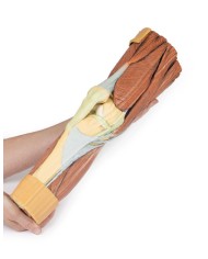 Dissezione della muscolatura dell arto inferiore Erler Zimmer 3D anatomy Dissezione della muscolatura dell arto inferiore Erler Zimmer 3D anatomy