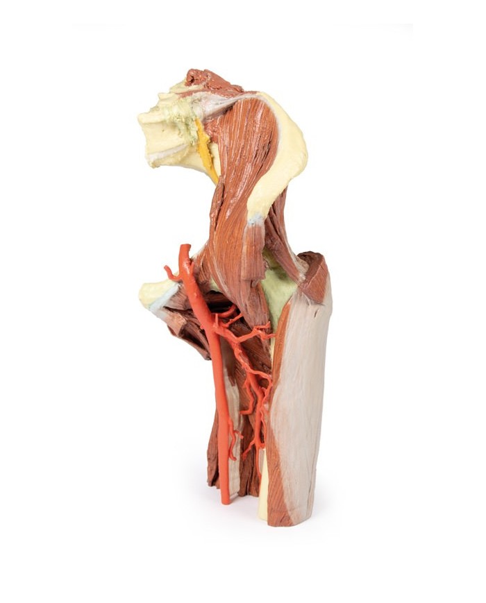 Dissezione profonda del bacino della coscia sinistra - Erler Zimmer 3D anatomy Series
