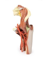 Dissezione profonda del bacino della coscia sinistra - Erler Zimmer 3D anatomy Series