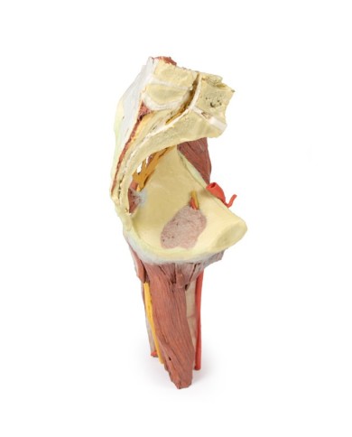 Dissezione profonda del bacino della coscia sinistra - Erler Zimmer 3D anatomy Series