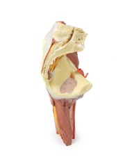 Dissezione profonda del bacino della coscia sinistra - Erler Zimmer 3D anatomy Series