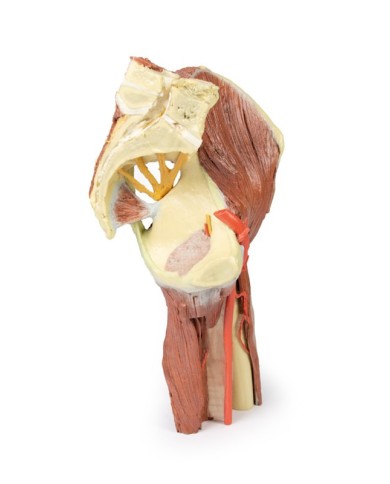 Dissezione profonda del bacino della coscia sinistra - Erler Zimmer 3D anatomy Series