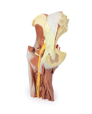 Dissezione profonda del bacino della coscia sinistra - Erler Zimmer 3D anatomy Series