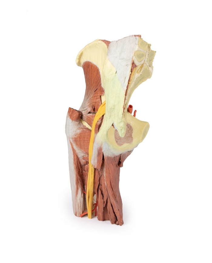 Dissezione profonda del bacino della coscia sinistra - Erler Zimmer 3D anatomy Series