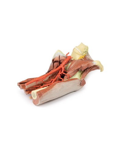 Dissezione profonda del bacino della coscia sinistra - Erler Zimmer 3D anatomy Series