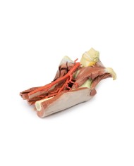 Dissezione profonda del bacino della coscia sinistra - Erler Zimmer 3D anatomy Series