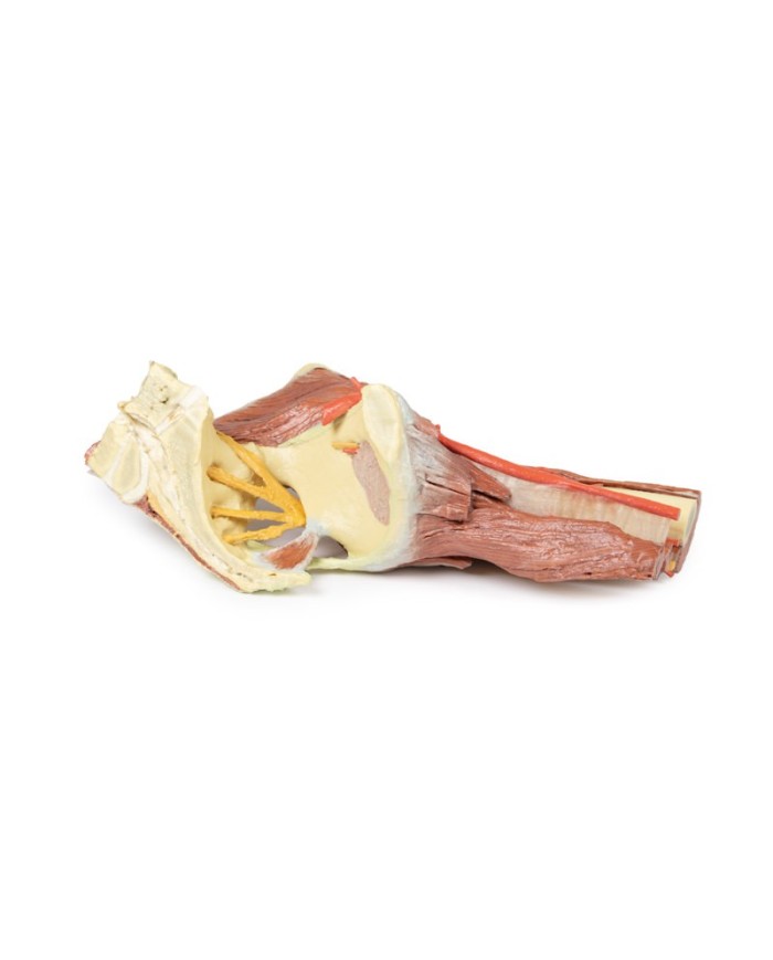 Dissezione profonda del bacino della coscia sinistra - Erler Zimmer 3D anatomy Series