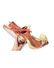 Dissezione profonda del bacino della coscia sinistra - Erler Zimmer 3D anatomy Series