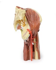 Dissezione profonda del bacino della coscia sinistra - Erler Zimmer 3D anatomy Series