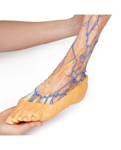 Vene superficiali dell arto inferiore Erler Zimmer 3D anatomy Series