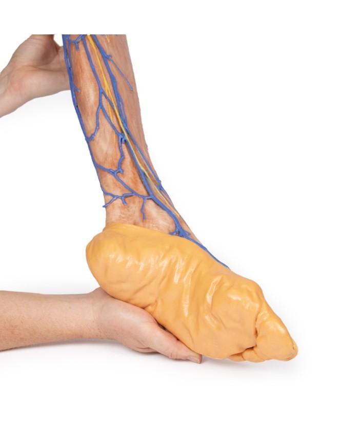 Vene superficiali dell arto inferiore Erler Zimmer 3D anatomy Series