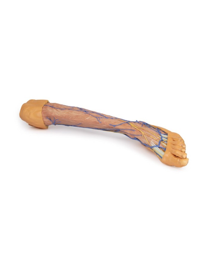 Vene superficiali dell arto inferiore Erler Zimmer 3D anatomy Series