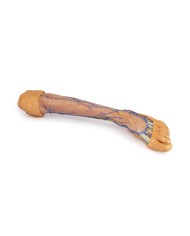 Vene superficiali dell arto inferiore Erler Zimmer 3D anatomy Series