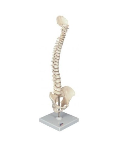 Mini colonna vertebrale elastica 3B Scientific A18/20 Mini colonna vertebrale elastica 3B Scientific A18/20