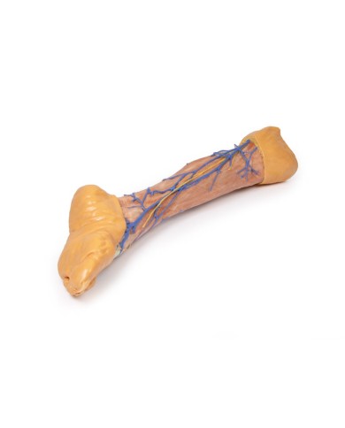 Vene superficiali dell arto inferiore Erler Zimmer 3D anatomy Series