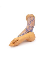 Vene superficiali dell arto inferiore Erler Zimmer 3D anatomy Series