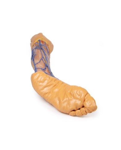 Vene superficiali dell arto inferiore Erler Zimmer 3D anatomy Series