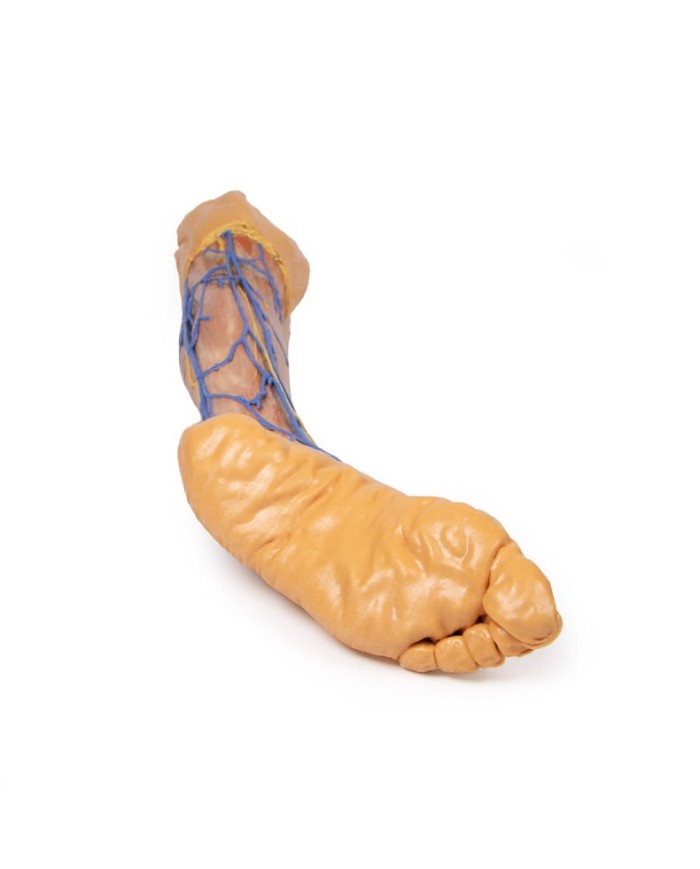 Vene superficiali dell arto inferiore Erler Zimmer 3D anatomy Series