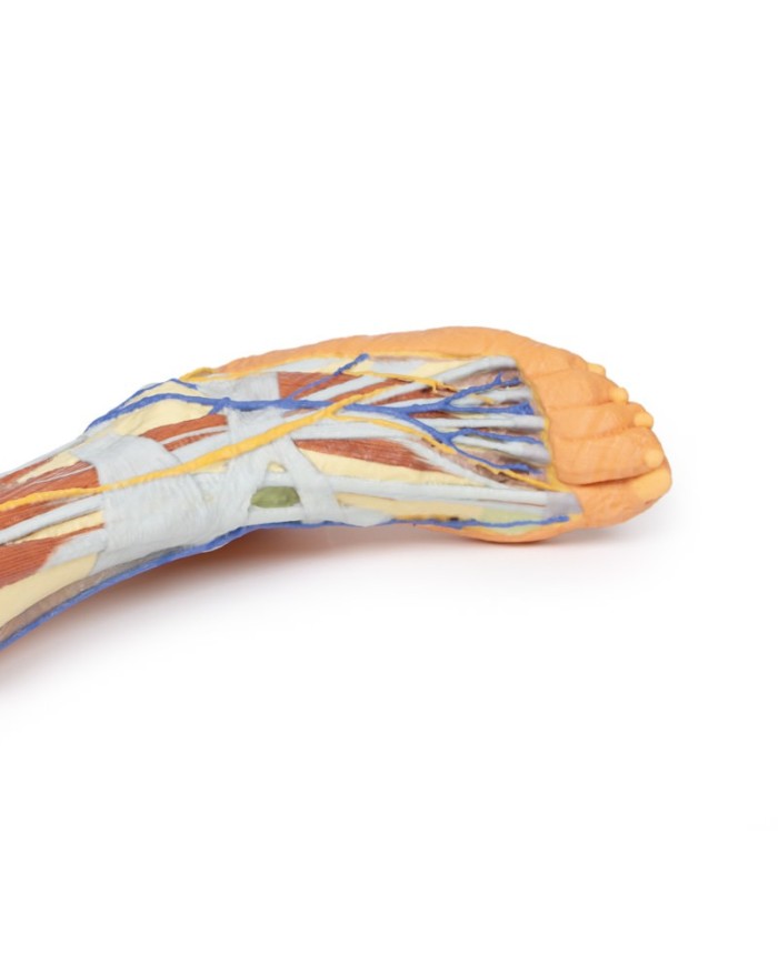 Dissezione superficiale dell'arto inferiore - Erler Zimmer 3D anatomy Series