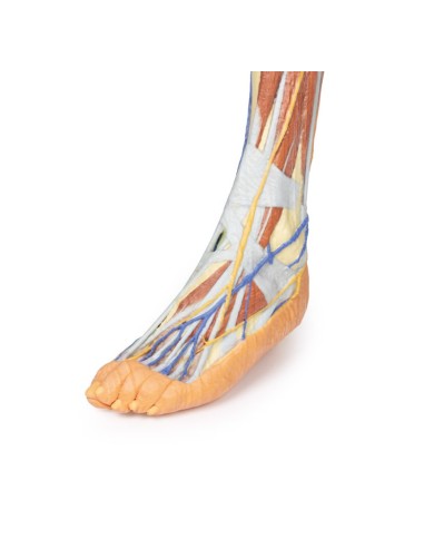 Dissezione superficiale dell'arto inferiore - Erler Zimmer 3D anatomy Series