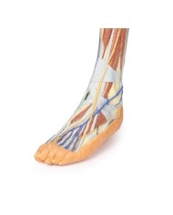 Dissezione superficiale dell'arto inferiore - Erler Zimmer 3D anatomy Series