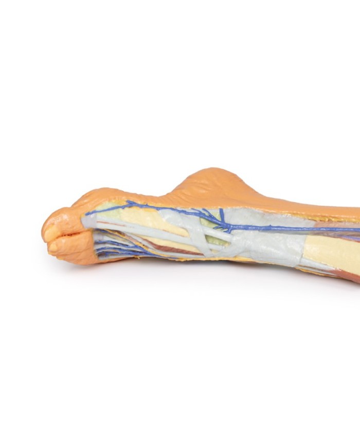 Dissezione superficiale dell'arto inferiore - Erler Zimmer 3D anatomy Series