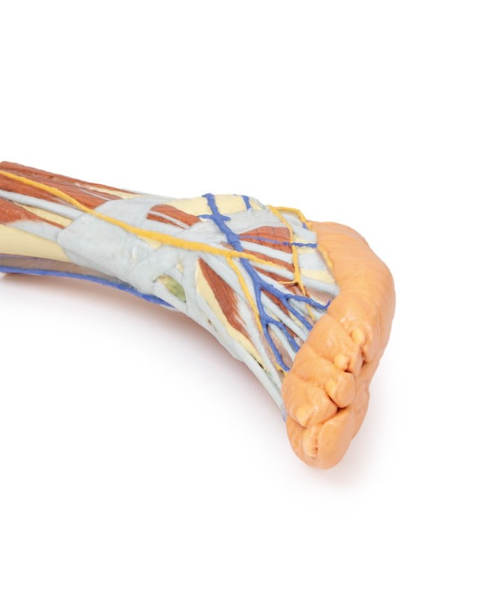 Dissezione superficiale dell'arto inferiore - Erler Zimmer 3D anatomy Series