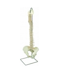 Colonna vertebrale 3B Scientific a montaggio flessibile 3B BONElike A794