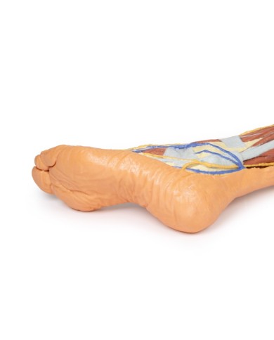 Dissezione superficiale dell'arto inferiore - Erler Zimmer 3D anatomy Series