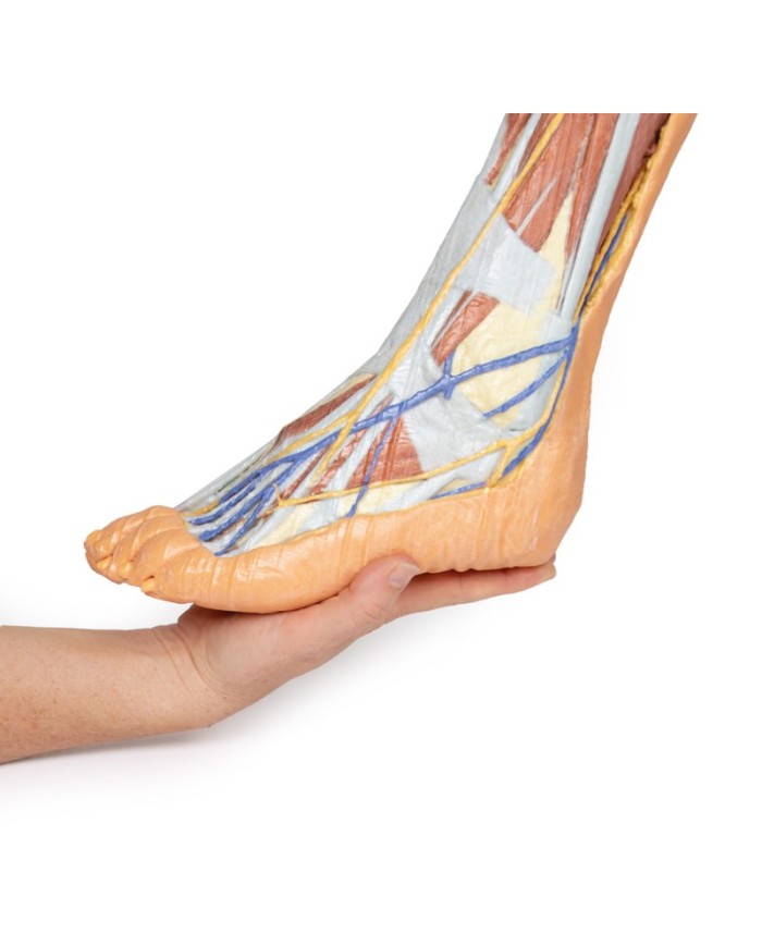 Dissezione superficiale dell'arto inferiore - Erler Zimmer 3D anatomy Series