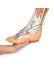 Dissezione superficiale dell'arto inferiore - Erler Zimmer 3D anatomy Series