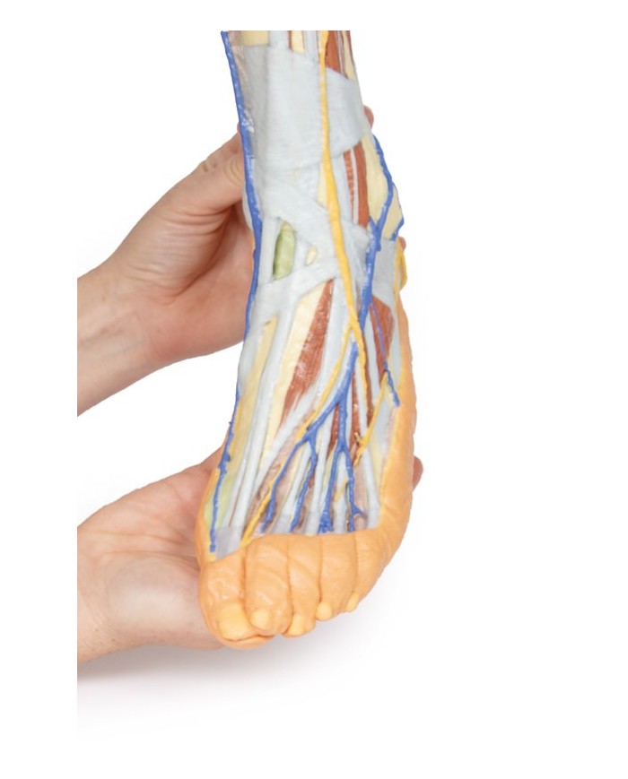 Dissezione superficiale dell'arto inferiore - Erler Zimmer 3D anatomy Series