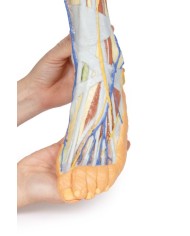 Dissezione superficiale dell'arto inferiore - Erler Zimmer 3D anatomy Series