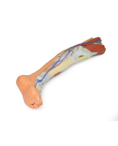 Dissezione superficiale dell'arto inferiore - Erler Zimmer 3D anatomy Series