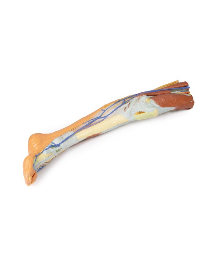 Dissezione superficiale dell'arto inferiore - Erler Zimmer 3D anatomy Series